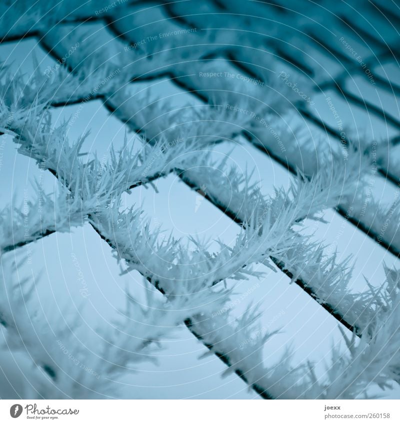 Stacheldraht Winter Eis Frost eckig kalt Spitze blau schwarz weiß chaotisch Natur Ordnung Schutz Eiskristall Maschendrahtzaun Farbfoto Gedeckte Farben
