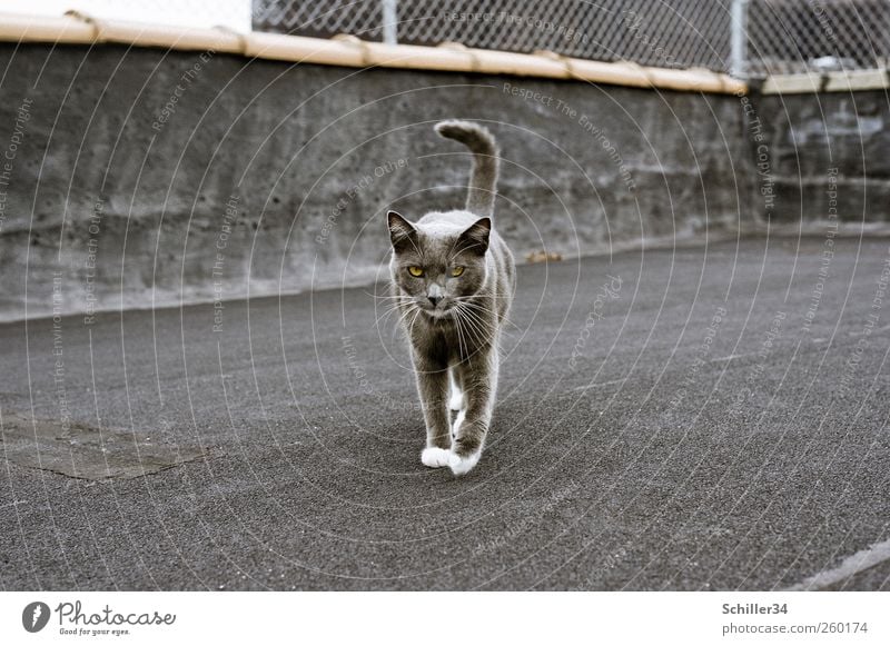 Catwalk New York City Haus Industrieanlage Terrasse Dach Tier Haustier Katze Fell Pfote Hauskatze 1 gehen ästhetisch elegant listig klug schön Stadt grau