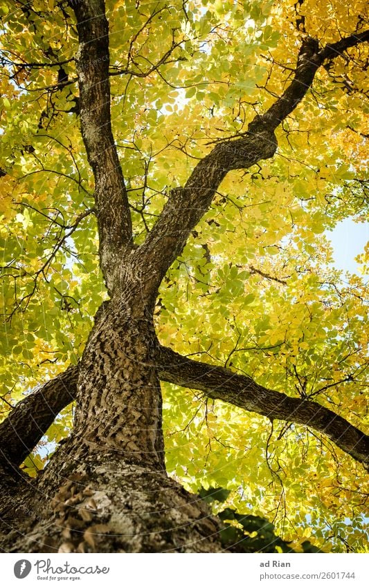 Baum von unten im Herbst Blatt Natur Ast abstrakt Außenaufnahme frisch Hintergrund neutral grün Garten Pflanze Adern