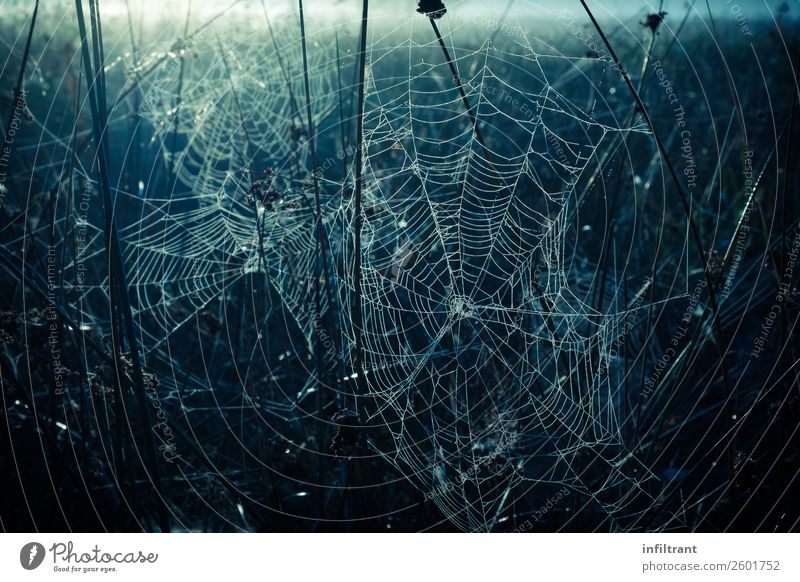 Spinnennetze Umwelt Natur Wassertropfen Herbst Wiese Feld gruselig kalt natürlich blau schwarz Einsamkeit ruhig stagnierend Stimmung Farbfoto Außenaufnahme