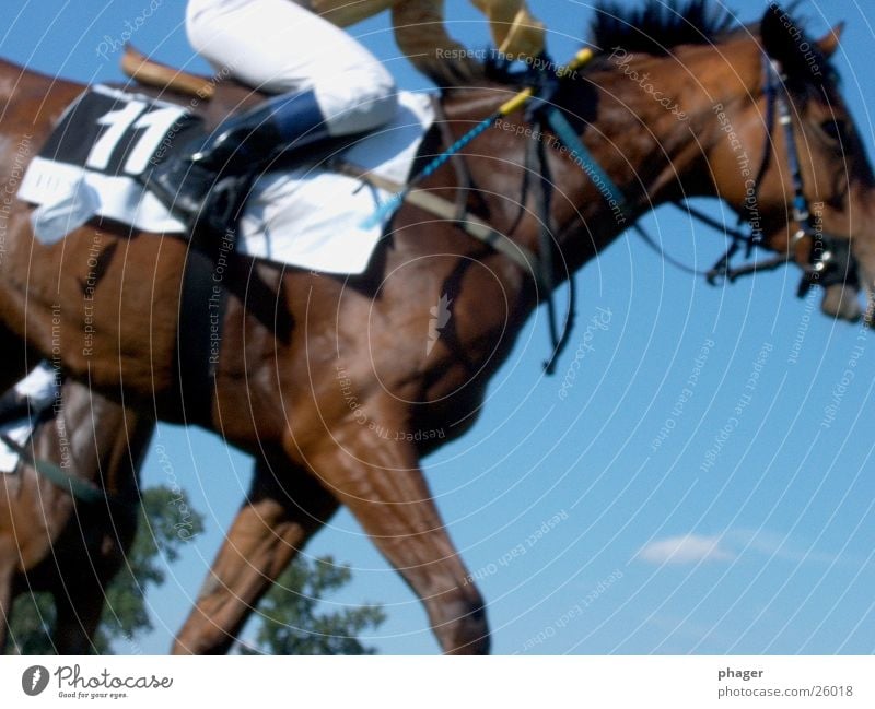 nun lauf doch! Pferd Pferderennen Derby Zaumzeug Reithose Reitsport Steigbügel 11 heiß transpirieren Schweiß Rennsport Sportveranstaltung Wette Glücksspiel