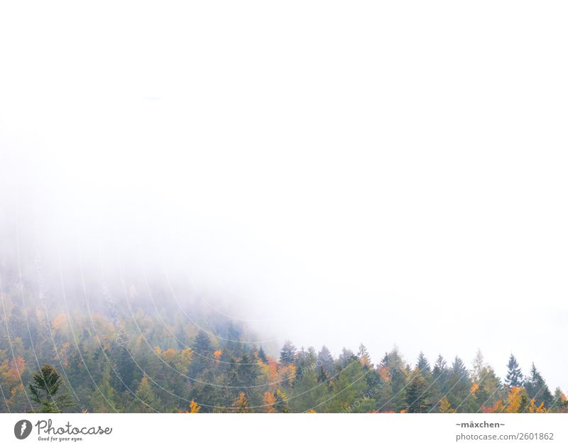 Nebel Natur Landschaft Wolken Herbst Baum Wald Felsen Alpen Berge u. Gebirge mehrfarbig gelb gold grün orange Laubwald Laubbaum Blatt Nadelwald Nadelbaum