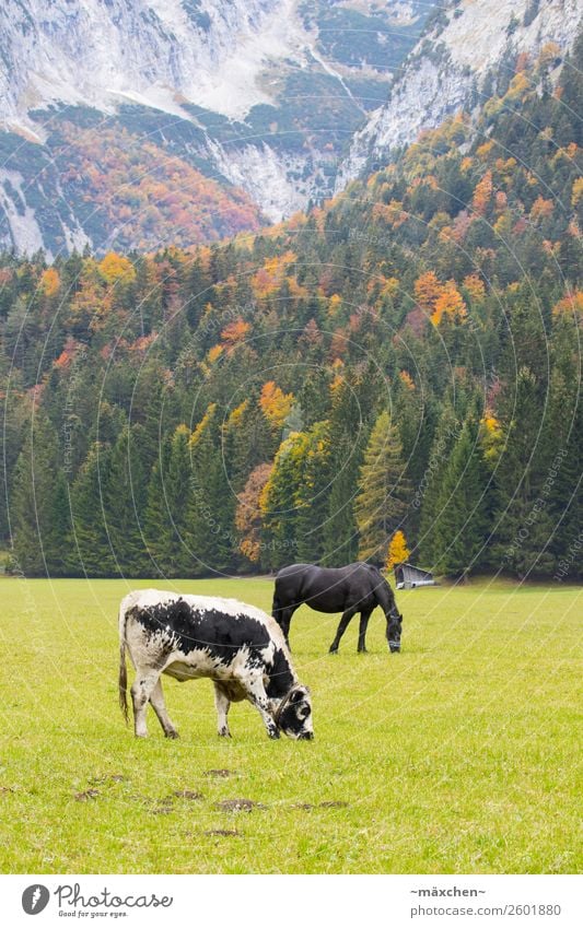 Kuh und Pferd Umwelt Natur Landschaft Pflanze Tier Herbst Baum Gras Wiese Wald Felsen Alpen Berge u. Gebirge 2 Fressen gelb gold grün orange rot Weide Vieh