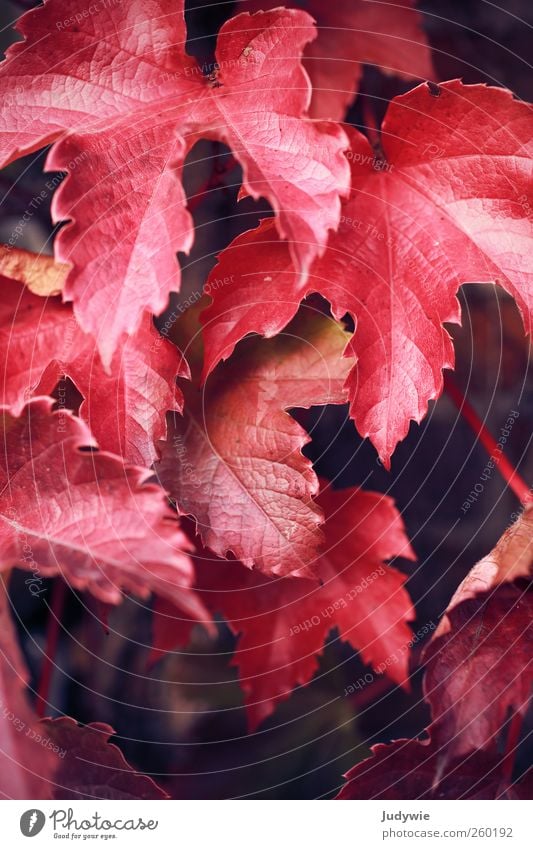 so ROT Umwelt Natur Herbst Pflanze Efeu Blatt Wilder Wein Mauer Wand hängen Wachstum natürlich rot Farbe Idylle Vergänglichkeit Wandel & Veränderung färben