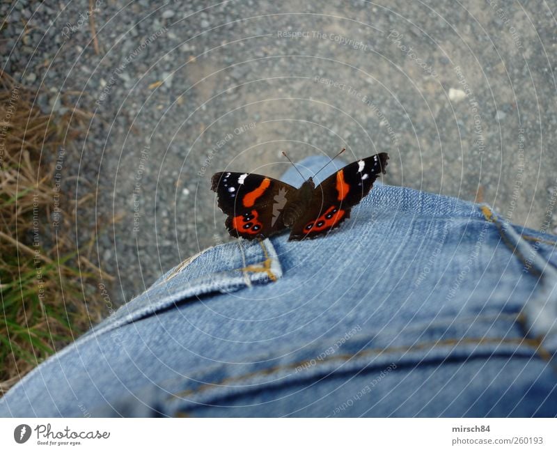 Schmetterling 1 Tier fliegen blau rot Leichtigkeit mehrfarbig Nahaufnahme Tierporträt