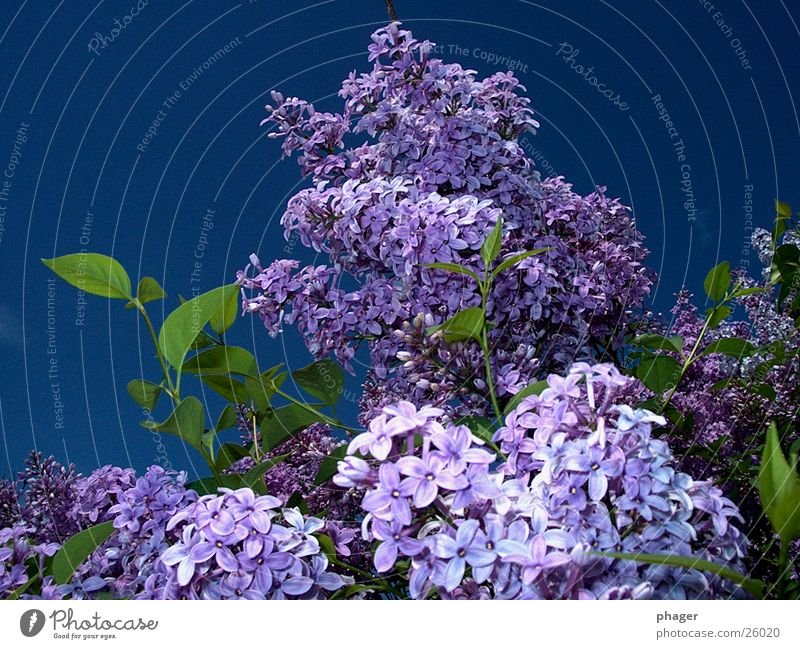 flieder fladern Fliederbusch Blüte Blatt violett Frühling Sommer Doldenblüte entwenden Sträucher Sommerflieder Himmel Blühend Duft
