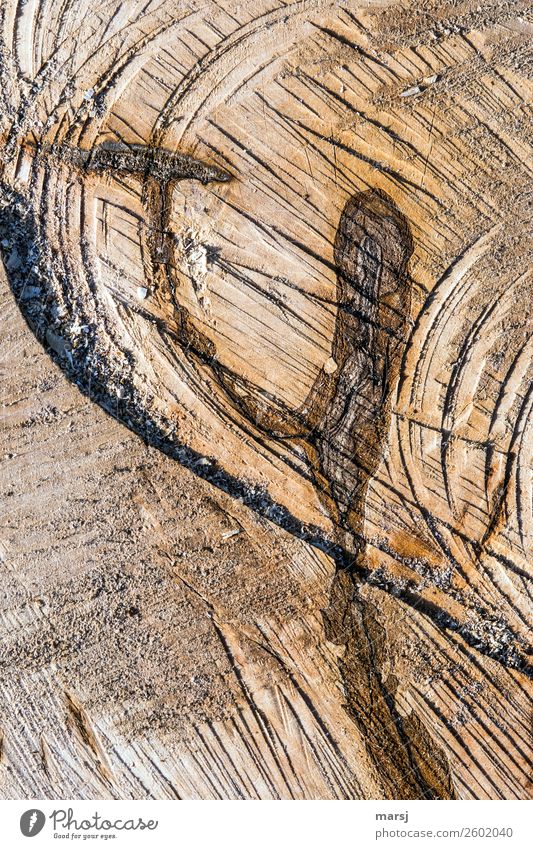 Hammer und Amboss? Natur Pflanze Baum Baumstamm Maserung Jahresringe Querschnitt Sägeschnitt gesägt Holz außergewöhnlich Duft frisch gigantisch einzigartig