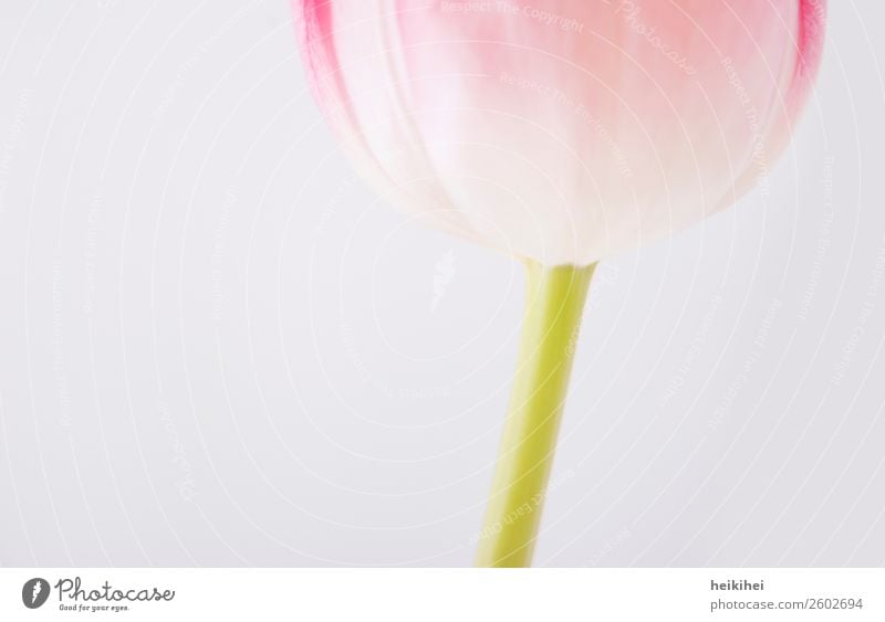 Natürlich geometrisch II Pflanze Tulpe Blüte natürlich grün rosa weiß Hintergrund neutral hell Bildausschnitt Detailaufnahme Nahaufnahme Blütenkelch Blütenstiel