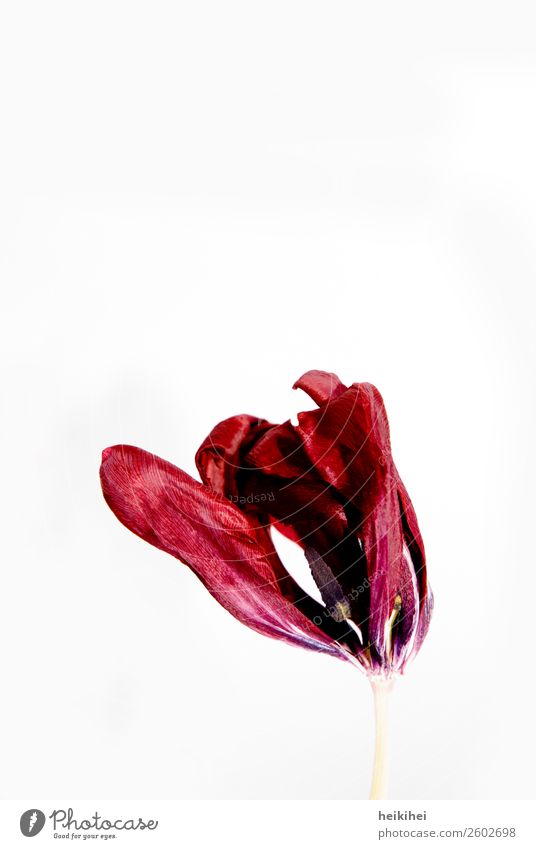 Vertrocknete Tulpe Pflanze Blume Blatt Blüte Blühend dehydrieren außergewöhnlich schön trocken rot Liebe Romantik ruhig Tod Beginn elegant Ende Kunst Hautfalten