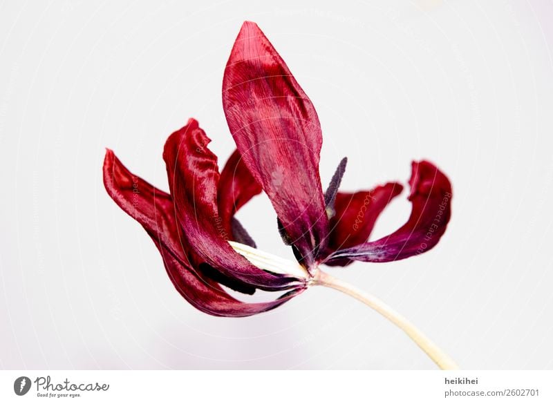 Vertrocknete Tulpe II Kunst Kunstwerk Pflanze Blüte alt außergewöhnlich schön natürlich trocken rot Tod ästhetisch bizarr einzigartig elegant Natur Verfall