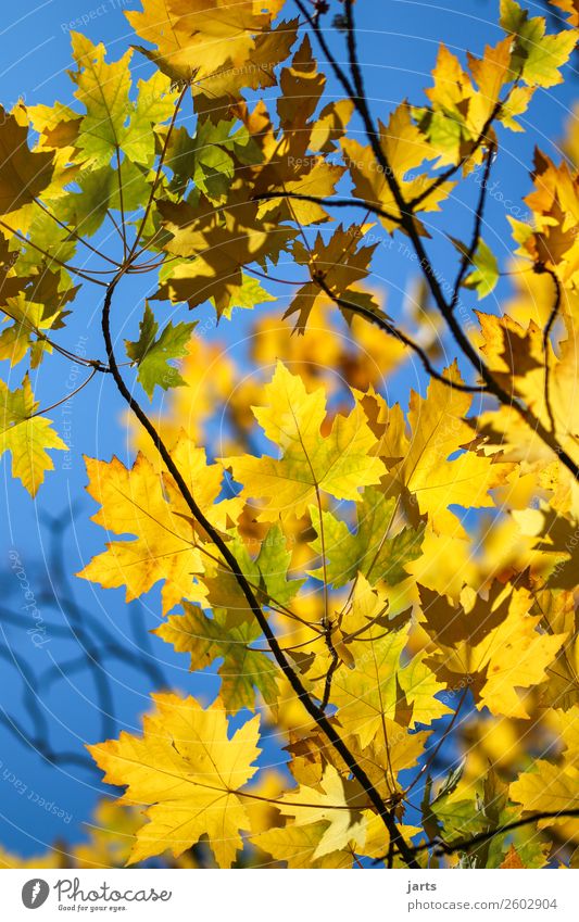 herbstsonne Herbst Schönes Wetter Baum Blatt Wald natürlich blau mehrfarbig gelb grün Natur Farbfoto Außenaufnahme Nahaufnahme Menschenleer Tag Sonnenlicht