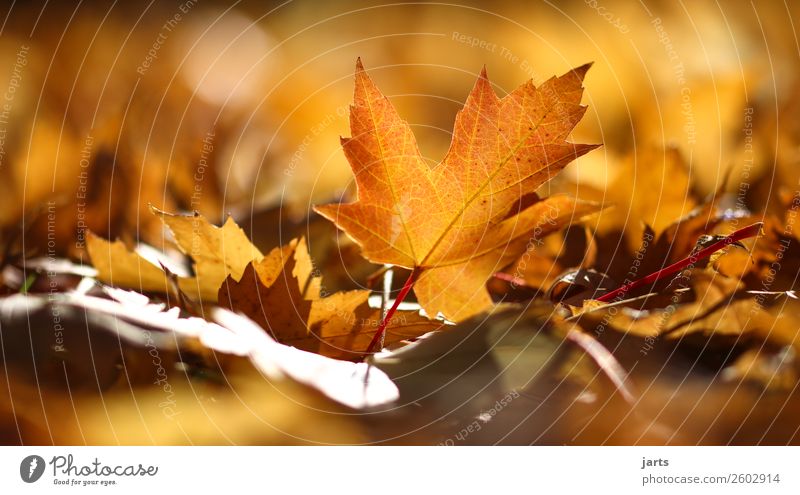 herbstlicht X Pflanze Herbst Schönes Wetter Blatt Park liegen einfach natürlich gelb gold Gelassenheit geduldig ruhig Hoffnung Natur Farbfoto mehrfarbig