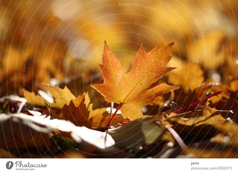 herbstlicht VIII Natur Pflanze Herbst Schönes Wetter Blatt Park liegen glänzend hell schön Gelassenheit geduldig ruhig Hoffnung Farbfoto mehrfarbig
