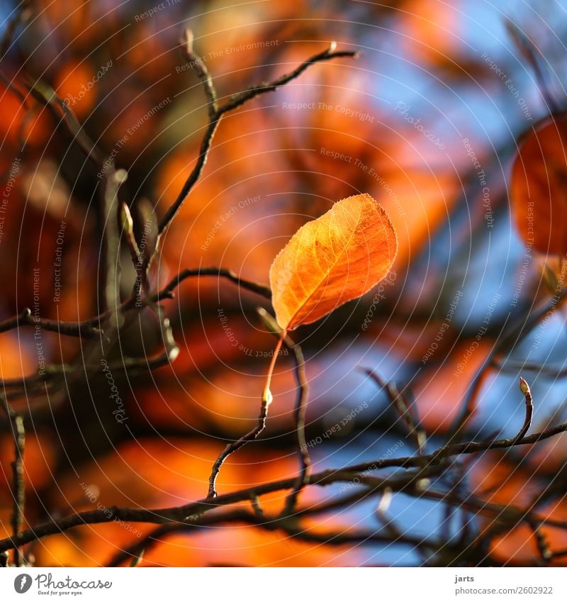 herbstgold IX Natur Pflanze Himmel Herbst Schönes Wetter Baum Blatt natürlich gelb orange Farbfoto Außenaufnahme Nahaufnahme Menschenleer Textfreiraum links