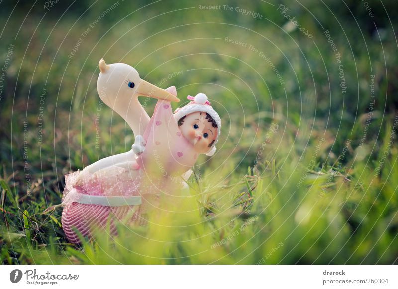 Neu eingetroffen Gras Garten Park Fröhlichkeit Kindheit Drarock Storch Baby Farbfoto Außenaufnahme Morgendämmerung Schwache Tiefenschärfe