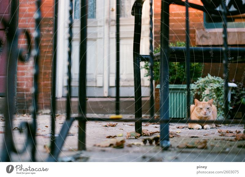 Wächter Tier Haustier Katze 1 ästhetisch Ferne Gesundheit Glück Billig klug schön Stadt weich braun mehrfarbig grau grün orange schwarz weiß Veranda Zaun Tür