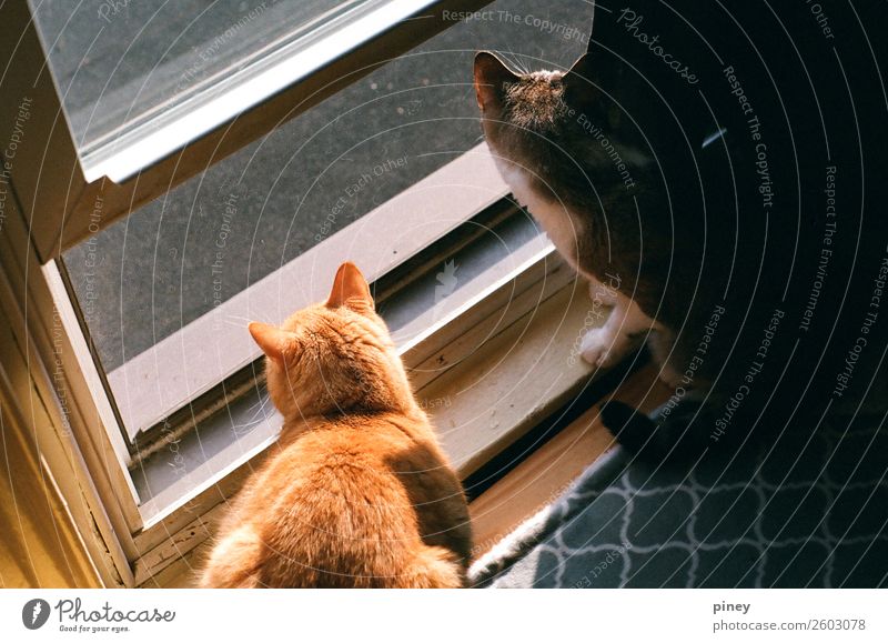 zuschauend Tier Haustier Katze 2 Tierpaar Interesse " Blick," anstarrend Brüder Fenster außerhalb gefangen Muster orange grau außergewöhnlich Farbfoto