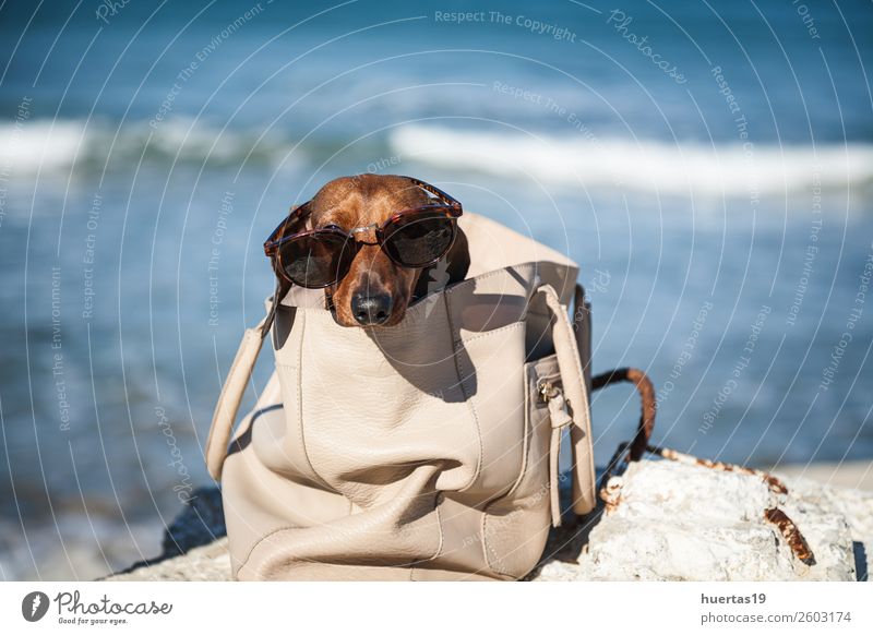 Dackelhund mit Sonnenbrille Lifestyle kaufen elegant schön Erholung Freizeit & Hobby Ferien & Urlaub & Reisen Sommer Sonnenbad Strand Baby Tier Wasser Küste