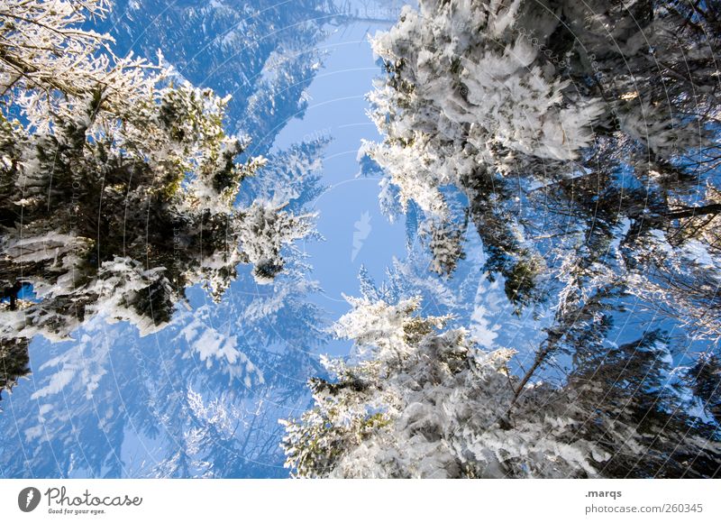 Kalt Ausflug Winter Schnee Winterurlaub Umwelt Natur Wolkenloser Himmel Klima Schönes Wetter Baum Zeichen einzigartig kalt verrückt Perspektive Umweltschutz