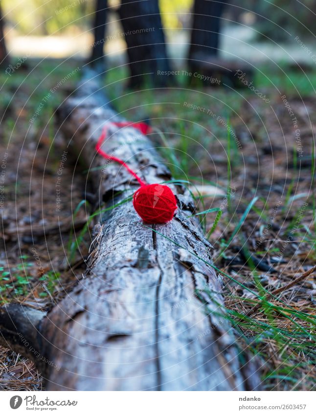 roter Wollball liegt auf einem Baumstamm stricken Handwerk Seil Natur Landschaft Gras Wald liegen schön Gelassenheit Farbe Idee verlieren Faser Garn Ball Wolle