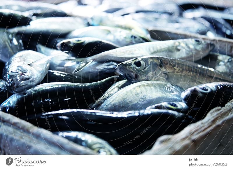 Fisch auf dem Markt kaufen Angeln Fischereiwirtschaft Meer Schuppen schleimig Meerestier Fischmarkt Eis gekühlt Sauberkeit Braten Mahlzeit Ernährung Angebot