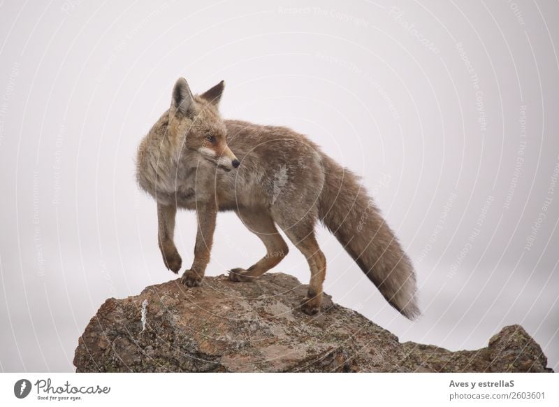 Fuchs auf einem Felsen ein nebliger Tag Natur Tier Klima Nebel Wildtier 1 grau rot Farbfoto Menschenleer Abend