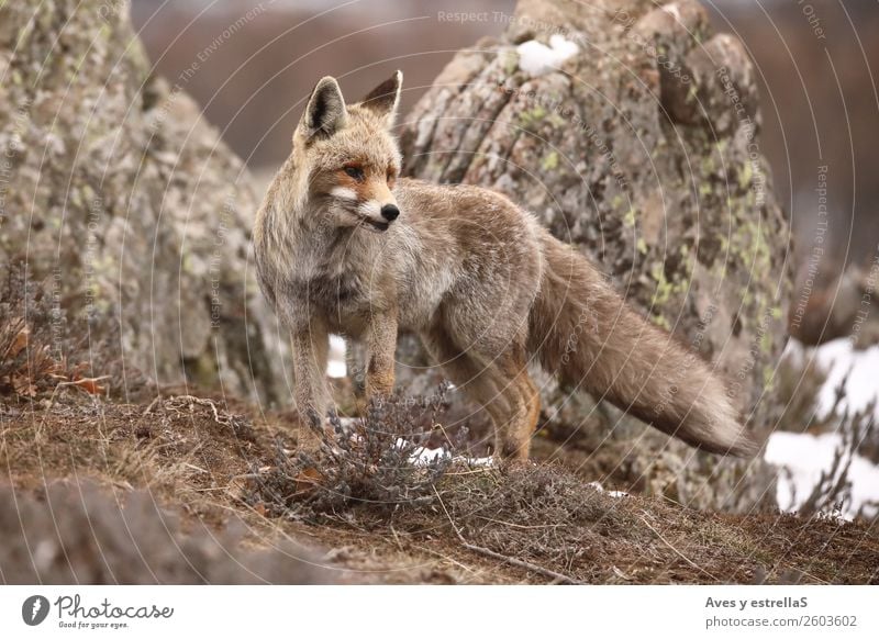 Fuchs auf dem Feld bei Nebel und Schnee Tier Wildtier 1 grau grün rot weiß Farbfoto Außenaufnahme Menschenleer Tag Abend