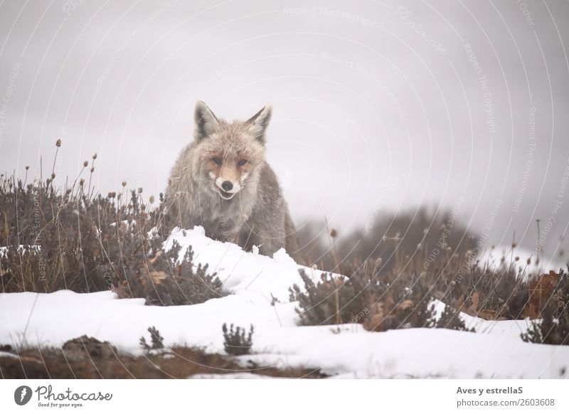 Fuchs im Schnee Natur Tier Nebel Feld Wald Hügel Wildtier Hund Tiergesicht 1 grau grün rot Farbfoto Außenaufnahme Menschenleer Tag Abend