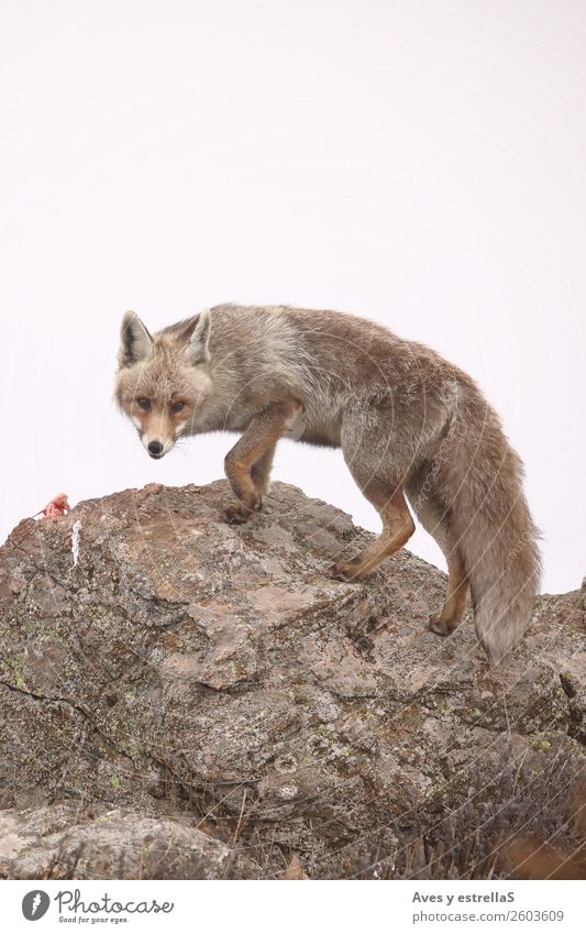 Fuchs auf einem Felsen ein nebliger Tag Natur Tier Wildtier Hund Tiergesicht Zoo 1 Farbe Farbfoto Außenaufnahme Menschenleer