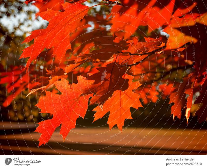 Herbstliches Ahornblatt Erholung ruhig Natur Sonnenaufgang Sonnenuntergang Sonnenlicht Schönes Wetter Baum Blatt Park rot Frieden beautiful natural bright