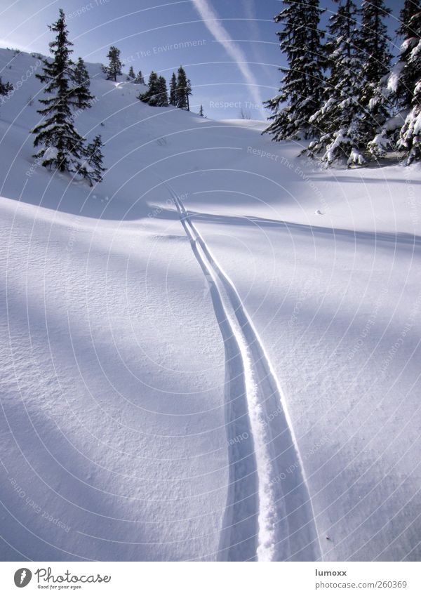 deep powder Sport Wintersport Skifahren Natur Himmel Sonnenlicht Schönes Wetter Schnee Baum Tanne Alpen Berge u. Gebirge Kondensstreifen Linie Streifen Spuren
