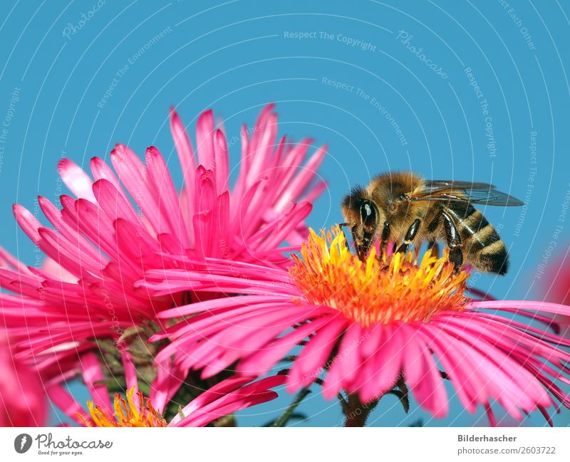 Nektarnascher auf rosa Aster Biene Honigbiene Astern strahlend Insekt Fluginsekt Blüte Blume Blütenblatt Pollen winteraster krabbeln Umwelt herbstlich ankern
