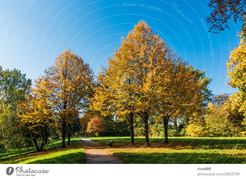Herbstlich gefärbte Bäume mit blauen Himmel Erholung Ferien & Urlaub & Reisen Tourismus Natur Landschaft Wolkenloser Himmel Wetter Baum Gras Blatt Park