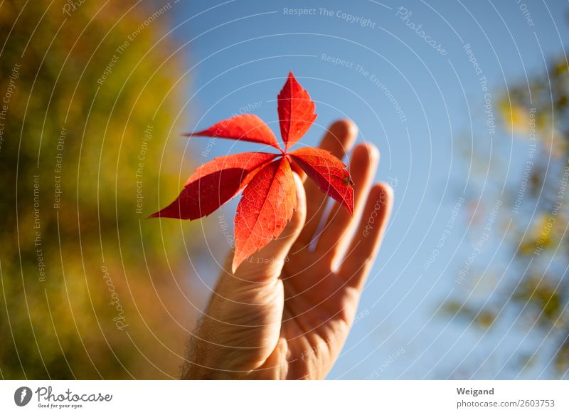 Rotschopf Gesundheit Sinnesorgane ruhig Meditation Erntedankfest Herbst atmen rot Blatt achtsam Efeu finden Sammlung Vergänglichkeit Optimismus Lebensfreude