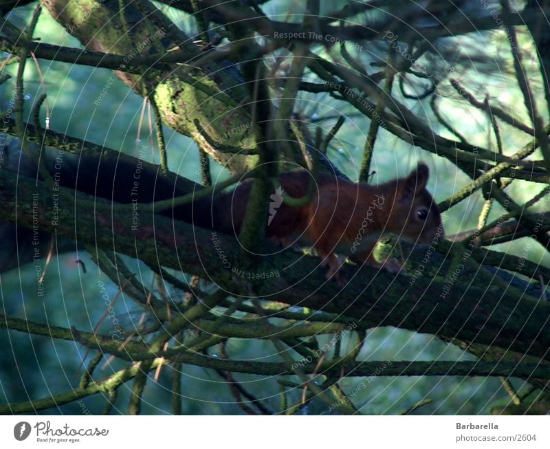 Hungriger Herbstbesucher Eichhörnchen klein Geschwindigkeit Nagetiere süß fleißig Wildtier Sammler Pet