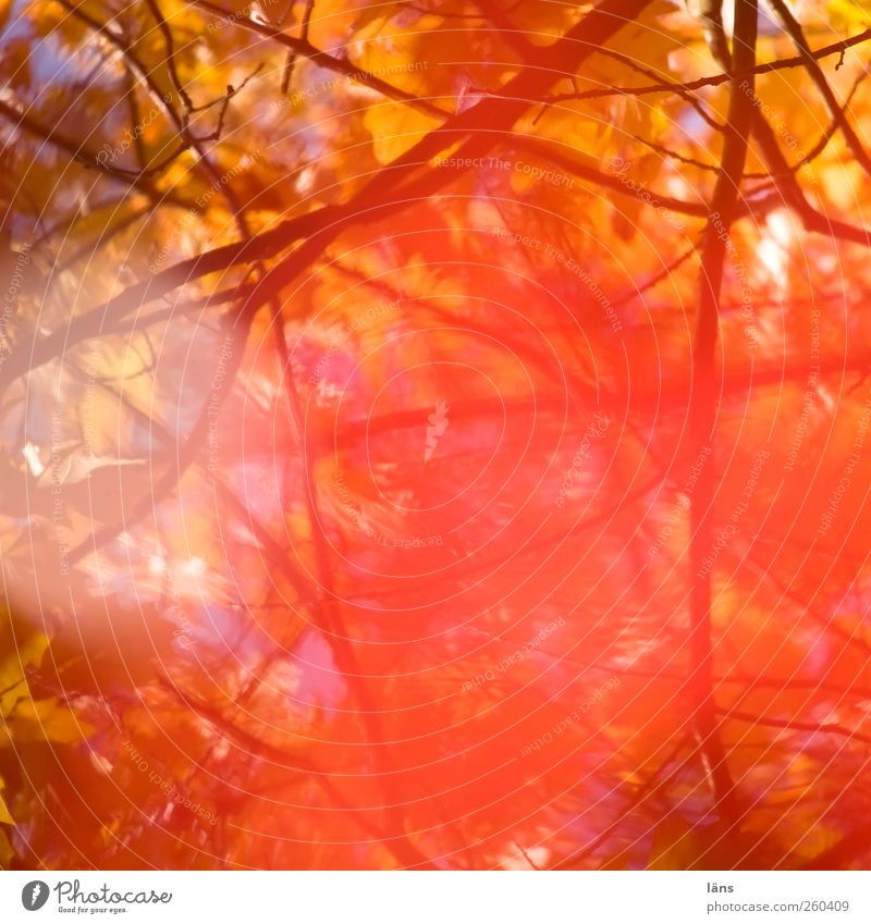 Einblendung II Umwelt Natur Pflanze Herbst Blatt schwanger Wärme Vergänglichkeit Wandel & Veränderung Farbfoto Außenaufnahme Muster Menschenleer Tag Licht