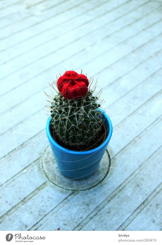 Solo für einen Kaktus Pflanze Topfpflanze authentisch schön stachelig blau grün rot Einsamkeit 1 Kakteenblüte puristisch Linie diagonal Gartentisch Blühend