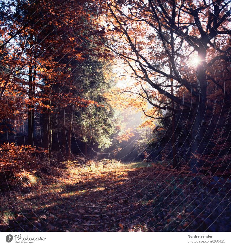Licht und Wärme harmonisch Sinnesorgane Erholung ruhig Duft Ausflug wandern Landschaft Pflanze Sonne Herbst Schönes Wetter Nebel Baum Wald Wege & Pfade glänzend