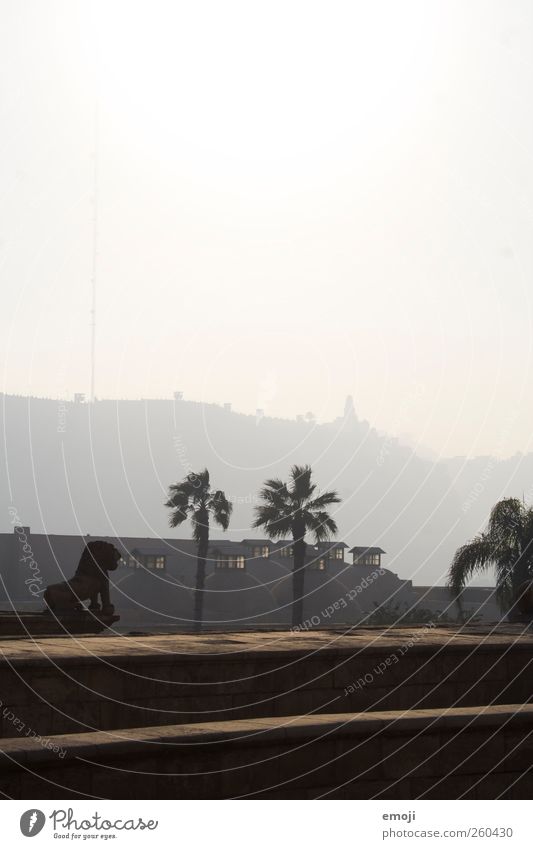 Beschützer über Kairo Himmel Nebel Pflanze Baum Stadtrand Haus außergewöhnlich Mauer Palme Statue Löwe Smog Dunst Farbfoto Außenaufnahme Menschenleer