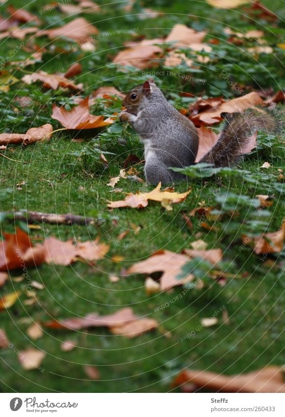 Frühstückspause auf der Herbstwiese graues Eichhörnchen Futtersuche fressen niedlich herbstlich Moment Momentaufnahme Herbstlaub natürlich Tier fressend