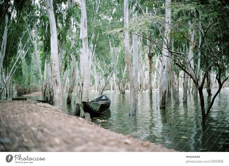 Regenzeit Umwelt Natur Landschaft Pflanze Erde Wasser Klima Wetter Wärme Baum Grünpflanze exotisch Wald Flussufer "Niger Delta" Bootsfahrt Fischerboot tauchen