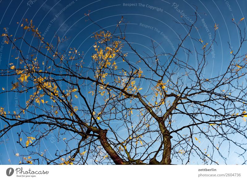 Baum im Herbst Ast Blatt Froschperspektive gold Herbstlaub herbstlich Himmel Himmel (Jenseits) Licht Oktober Sonne Wolkenloser Himmel Zweig Wald Menschenleer