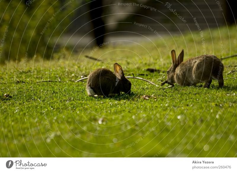 Gemeinsame Rasenpflege Natur Frühling Sommer Gras Wiese Tier Haustier Wildtier Hase & Kaninchen 2 berühren Fressen sitzen natürlich braun grau grün schwarz