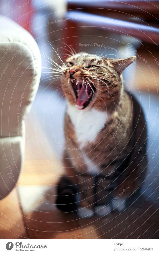 MorGÄÄÄÄÄÄÄHN ! Wohnung Wohnzimmer Tier Haustier Katze 1 hocken sitzen warten Aggression authentisch bedrohlich rebellisch wild Gefühle Stimmung Gelassenheit