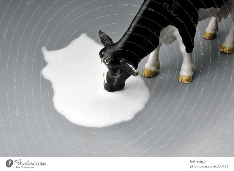 milchbubi trinken Milch Landwirtschaft Forstwirtschaft Tier Kuh 1 Rind Spielzeug plastikspielzeug Statue Farbfoto Studioaufnahme Nahaufnahme Kunstlicht Licht
