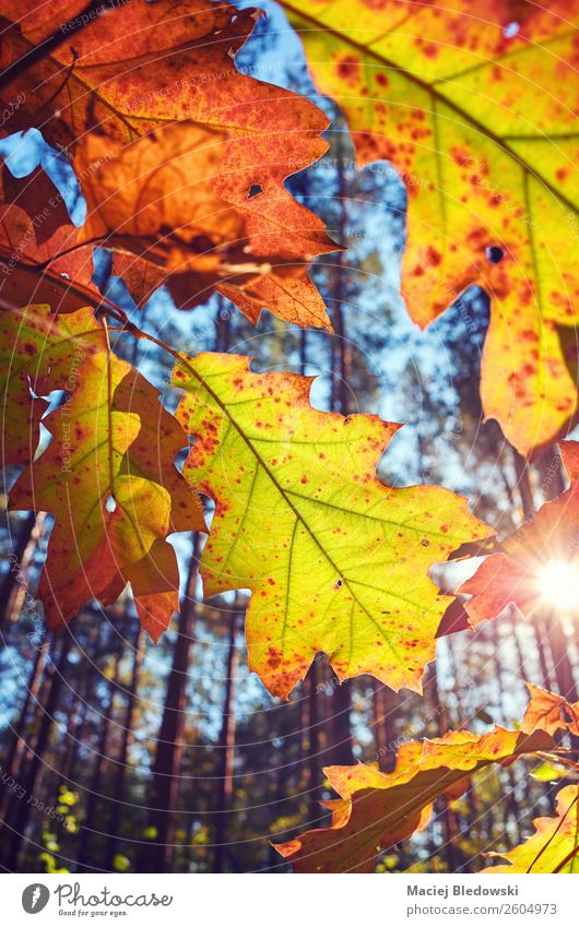 Der Herbst geht gegen die Sonne. Natur Pflanze Baum Blatt Park alt hell natürlich gelb Senior Dekadenz Farbe Nostalgie ruhig orange Jahreszeiten Hintergrund