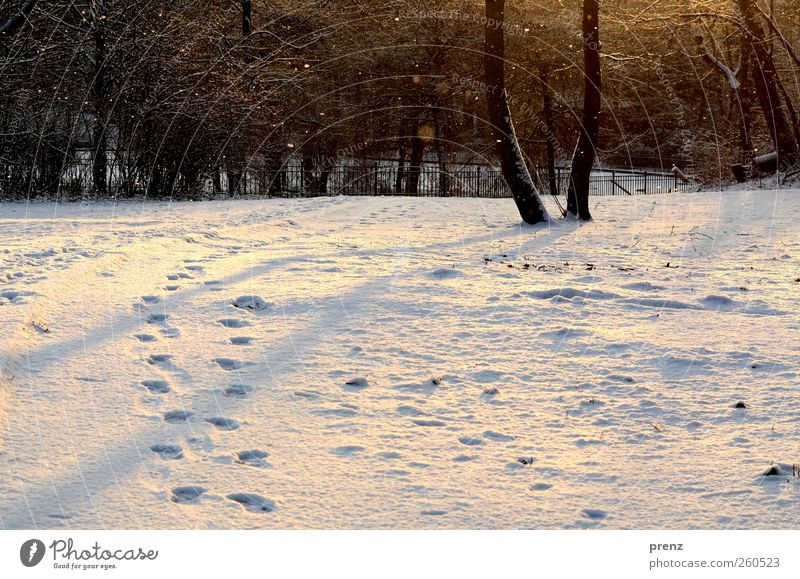winterspaziergang Umwelt Natur Landschaft Pflanze Schnee Schneefall Baum Park braun weiß Winter Spuren Fußspur Farbfoto Außenaufnahme Morgen Schatten