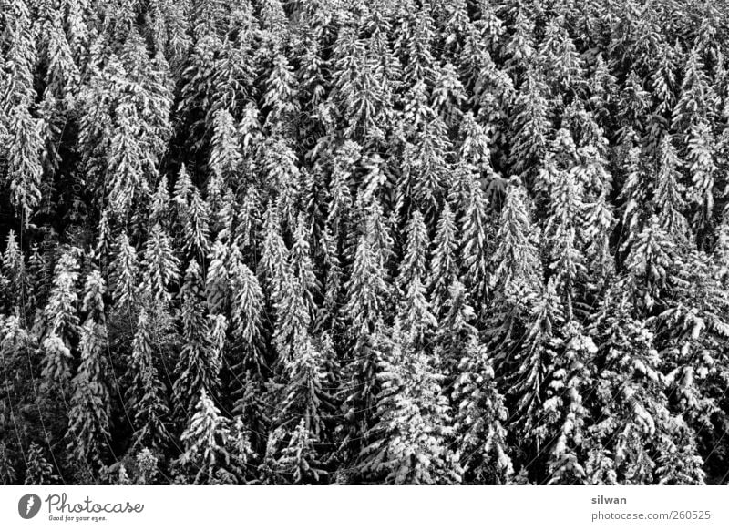 winter - nadel - wald Natur Landschaft Pflanze Winter Schönes Wetter Eis Frost Schnee Baum Wald Bantigen Schweiz Menschenleer Holz schlafen dunkel natürlich