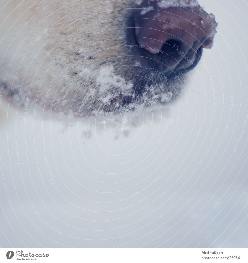 kalte schnauze. Umwelt Winter schlechtes Wetter Eis Frost Schnee Schneefall Tier Haustier Hund 1 Farbfoto Gedeckte Farben Nahaufnahme Detailaufnahme