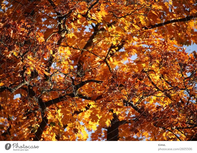 Rauschendes Fest Umwelt Natur Pflanze Herbst Schönes Wetter Baum Ast Ahornzweig Wald leuchten Zusammensein oben stark Wärme braun gelb rot Leben ästhetisch